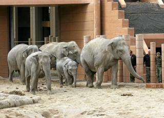 P� marsj. Elefantfamilien g�r p� et halv meter tykt underlag som beskytter f�ttene.  FOTO: K�benhavn Zoo