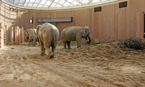 Trivsel. I motsetning til mange elefanthus er dette lyst og trivelig.  FOTO: K�benhavn Zoo