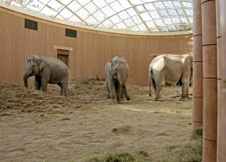 Himmelh�yt. Glasskuppelen gir elefantene f�ling med tiden p� d�gnet, dag og natt.  FOTO: K�benhavn Zoo