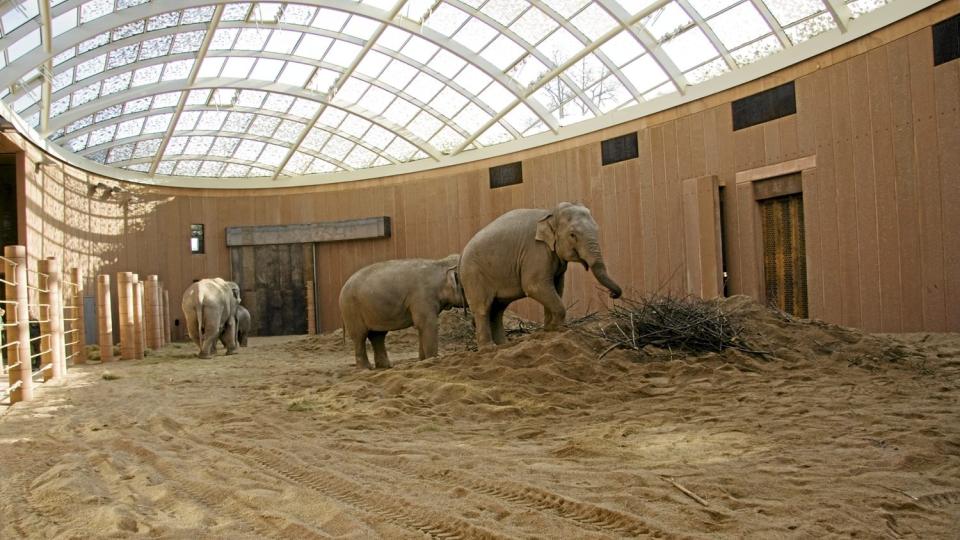 Gigantm�te. Her m�ter kjempedyrene topparkitektur.  FOTO: K�benhavn Zoo