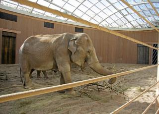Solid. Arkitektene brukte bygningsmaterialer som t�ler en tr�kk.  FOTO: K�benhavn Zoo