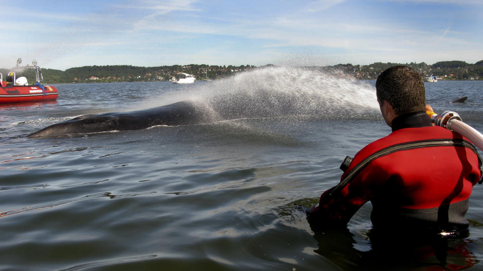 KOM SEG L�S: Den 30 tonn tunge finnhvalen kom seg i dag l�s ved hjelp av tidevannet, etter � ha v�rt strandet siden onsdag. Problemet er at den sv�mte innover i fjorden da den kom seg l�s. N� frykter man at den skal grunne p� nytt.
Foto: Claus Fisker / Scanpix