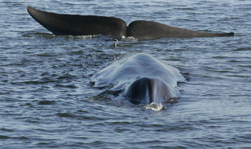 FINNHVAL: Finnhvalen er en truet dyreart. Foto: AP/Benny F. Nielsen/SCANPIX