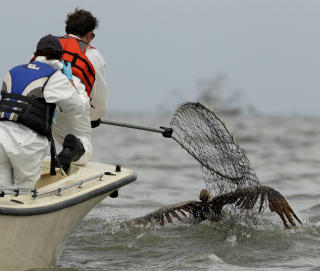 DESPERAT REDNINGSARBEID: Dyrelivet har lidd voldsomme tap etter oljeutslippene. Her fors�ker redningsmannskaper � redde en pelikan utenfor Barataria Bay utenfor kysten av Louisiana. Foto: AP/Charlie Riedel/Scanpix