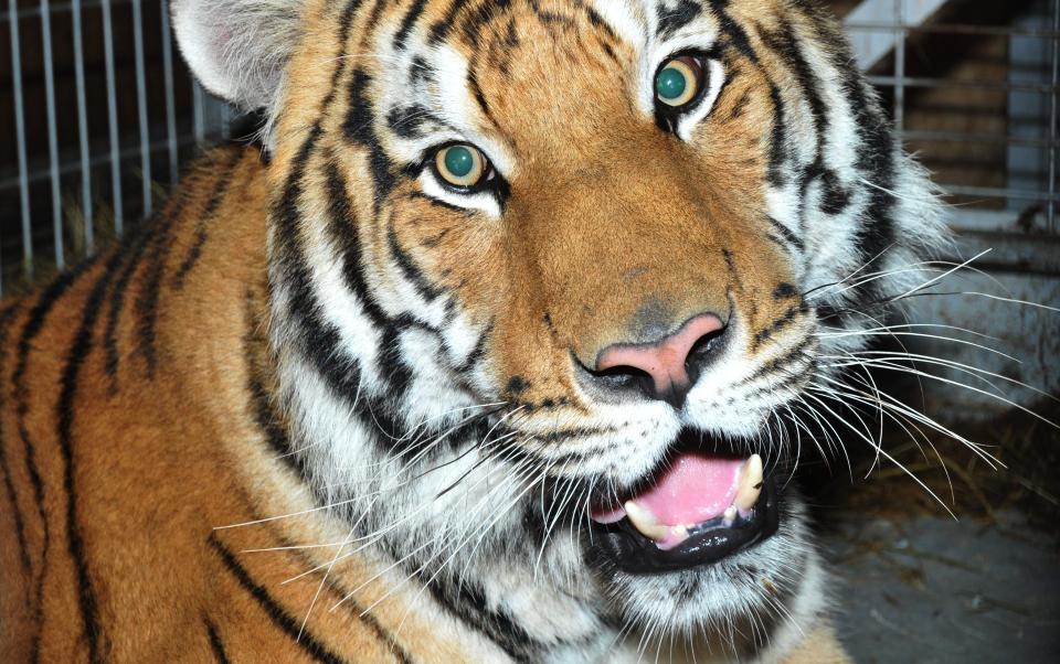 TIGERNAPPET: Tigeren Jonas, som ble stj�let i Canada f�r helgen, er n� kommet i rette. Foto:AP Photo/The Canadian Press, Quebec Police/SCANPIX