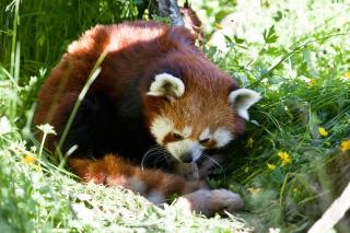 GLOBETROTTERPANDA: Mor ankom Dyreparken i Kristiansand fra en zoo i Sveits for noen måneder siden. Det er noen uker siden hun ble satt ut, etter en lengre karantene. Foto: Foto: Kristiansand Dyrepark GLOBETROTTERPANDA: Mor ankom Dyreparken i Kristiansand fra en zoo i Sveits for noen måneder siden. Det er noen uker siden hun ble satt ut, etter en lengre karantene. Foto: Foto: Kristiansand Dyrepark