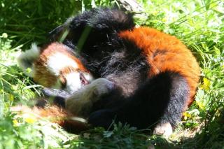 BITTESMÅ: Røde pandaer føder så små valper at det er umulig å fysisk se at de er drektige. Foto: Foto: Kristiansand Dyrepark BITTESMÅ: Røde pandaer føder så små valper at det er umulig å fysisk se at de er drektige. Foto: Foto: Kristiansand Dyrepark