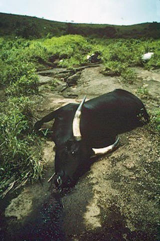 DREPT AV KARBONDIOKSIDLEKKASJE: Lake Nyos i Kamerun lekker karbondioksin av naturlige �rsaker. I august 1986 slapp en kubikkkilometer CO2 ut i atmosf�ren. 1700 mennesker og 3200 dyr d�de. Ulykken trekkes fram av de som er kritiske til lagring av CO2 for � vise hva lekkasjer kan medf�re. Foto: WIKIMEDIA
