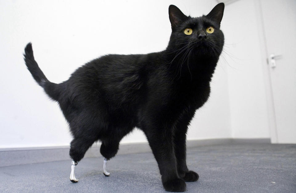 REDDET FRA AVLIVING: Katten Oscar mistet bakbeina da han ble p�kj�rt av en skurtresker. Med to avanserte og spesialdesignede proteser kan han hoppe rundt igjen. Foto: AP Photo/Jim Incledon/PA/SCANPIX