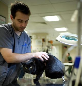 IKKE BARE MORO � f� proteser. Katten Oscar viser tenner til fotografen. Foto: EPA/JIM INCLEDON / FIREBIRD PUBLIC RELATIONS