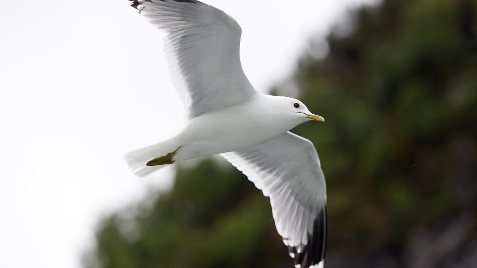 KLAGET INN:  En Langesund mann har klaget inn m�kene i Telemark til fylkesmannen. Foto: Foto: Ole C. H. Thomassen / Dagbladet
