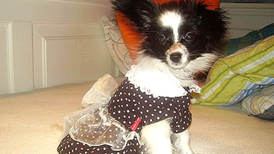 BORTE: Lady (0,5) ble stj�let i natt. Har du sett henne noe sted? Foto: Privat