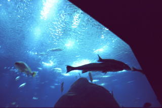 OCEANARIO:  Europas st�rste oceanarium (verdens nestst�rste) ble �pnet i 1998. Den er tegnet av Peter Chermayeff. Foto: KIRSTEN MARGRETHE BUZZI