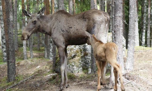 N�R NATUR: I Vassfaret bj�rnepark er det dyr som barna vet de kan m�te i skogen. Det gj�r kanskje det hele mer spennende. Foto:Torbj�rn Berg