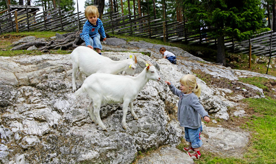 I VASSFARET BJ�RNEPARK: Mina (2) og&nbsp;Emil (4) Sandum&nbsp;og fetteren Oliver Sandum&nbsp;(2) studerer geiter p� kloss hold. Foto:Torbj�rn Berg