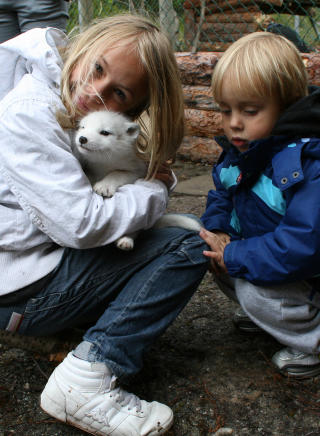 ULV: Ulvene Lippo, Silmo og Ilja er syv uker gamle. Ena (10) er lykkelig over � ha en sulten ulv p� fanget. Foto: SONJA HOLTERMAN