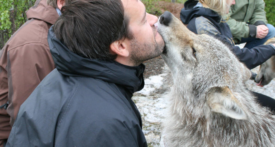 ULEVEKYSS: Lasse �degaard f�r et skikkelig smellkyss av Luna. En av de tre sosialiserte ulvene p� Polar Zoo. Foto: SONJA HOLTERMAN