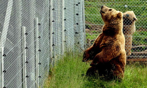 Foto: Odd Roar LangeNAMSSKOGAN FAMILIEPARK  
Gaupe, ulv, elg, bj�rn, grevling, 35 arter i alt. T�ffingt�rnet &mdash; Norges  lengste kabelbane. Teaterforestillinger. familieparken.no 220 km eller tre timers kj�ring etter Namsskogan er det verdt � ta  en pause fra E6: 