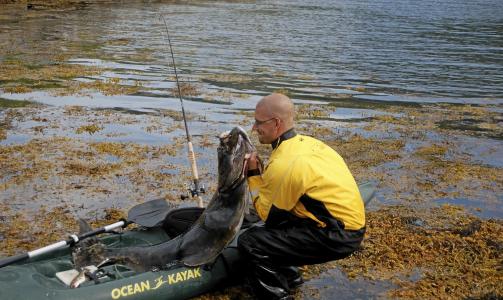 MONSTER:- Jeg holdt på å kantre kajakken, forteller Svenson. Han brukte lang tid før han fikk kveita på trygg grunn. Foto: Privat MONSTER:- Jeg holdt på å kantre kajakken, forteller Svenson. Han brukte lang tid før han fikk kveita på trygg grunn. Foto: Privat