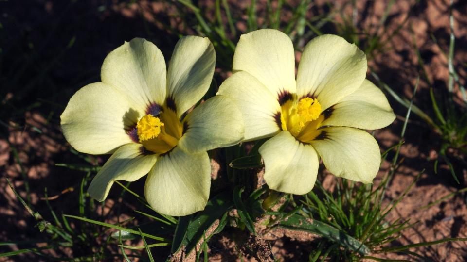 MORAEA VUVUZELA: Denne nyoppdagede s�rafrikanske blomsterarten kalles opp etter VMs mest irriterende objekt: Vuvuzelaen. Foto: EPA/JOHN MANNING/SCANPIX