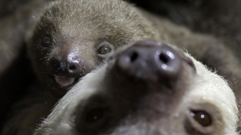 BABY-DOVENDYR: Opp� mor Charlotte ved Philadelphia Zoo i Philadelphia, USA. Foto: AP/Matt Rourke