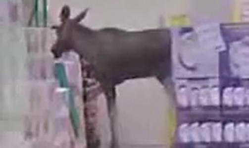 ELG P� SHOPPING: Nina Haugland trodde ikke sine egne �yne da en elg kom inn i Kiwi-butikken p� Kongsvinger. Foto: Nina Haugland