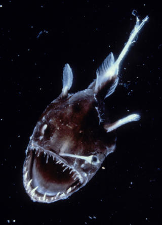 VANSKELIG � F� P� KROKEN: Malurken har en ryggfinnen som den bruker som fiskeredskap ved � lokke til seg byttedyr. Foto: AFP/QUEENSLAND BRAIN INSTITUTE/Justin Marshall