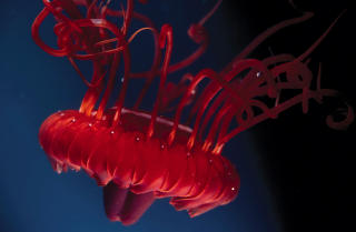 MANET: Dette er dypvannsmaneten Atolla. Foto: AFP/QUEENSLAND BRAIN INSTITUTE/Justin Marshall