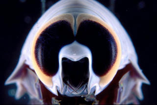 KREPSDYR: Livlig ogs� p� havets dyp. Foto: AFP/QUEENSLAND BRAIN INSTITUTE/Justin Marshall