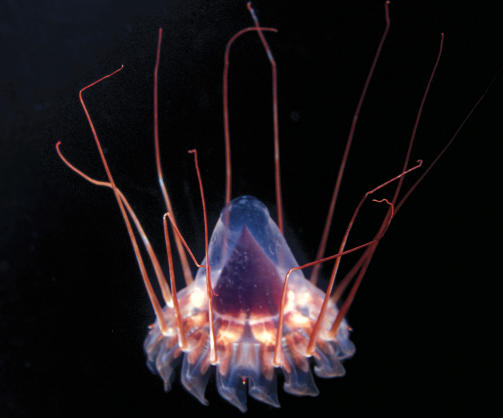 Foto: AFP/QUEENSLAND BRAIN INSTITUTE/Justin Marshall
