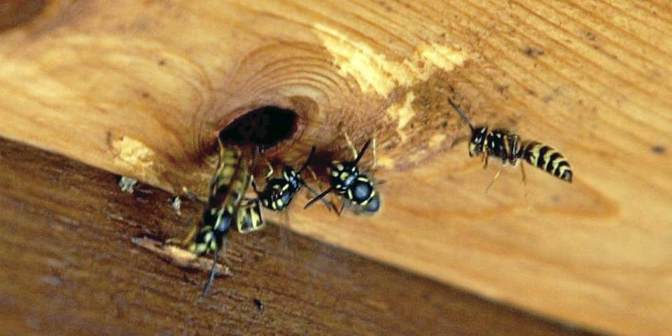 AGGRESSIVE: Vanligste jordveps (Vespula vulgaris) er uheldigvis de som oftest bygger n�r boliger. Denne vepsen er ogs� mest aggressiv og har sterkest gift.  FOTO: Ingar Storfjell/Scanpix