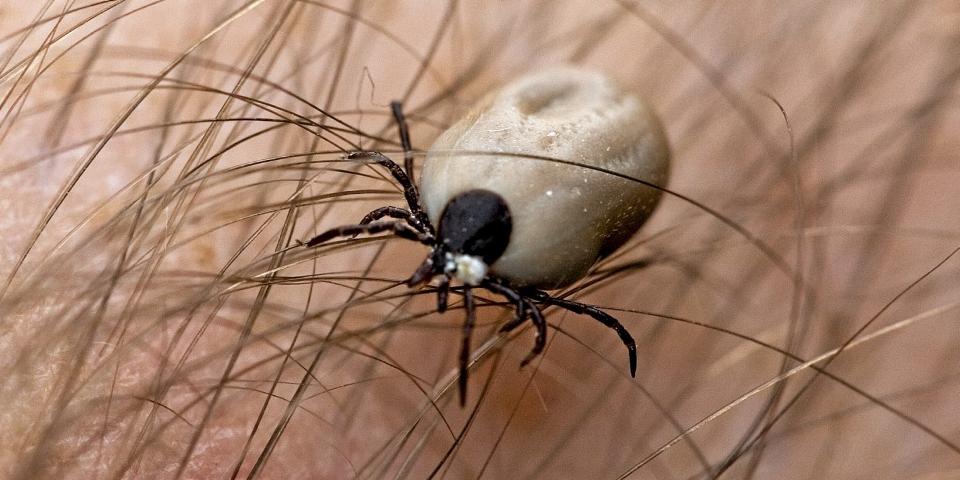 SMITTE: Flåtten er sommerens farligste fordi den kan gi sykdommene encefalitt og borreliose. Foto: Colourbox.com