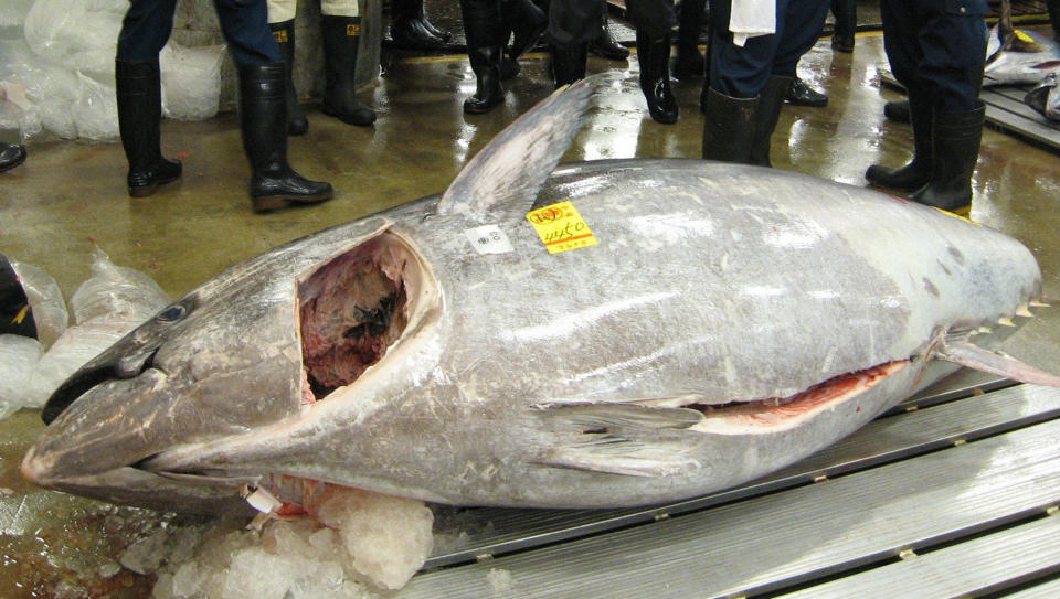 GOD PRIS: Denne tunfisken gj�r fiske til lukrativ virksomhet. Dens verdi er 230 000 kroner. Foto: AFP