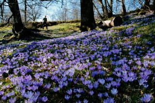 Bergen: Arboretet p� Milde i Bergen. Foto: Oddmund Lunde/Dagbladet