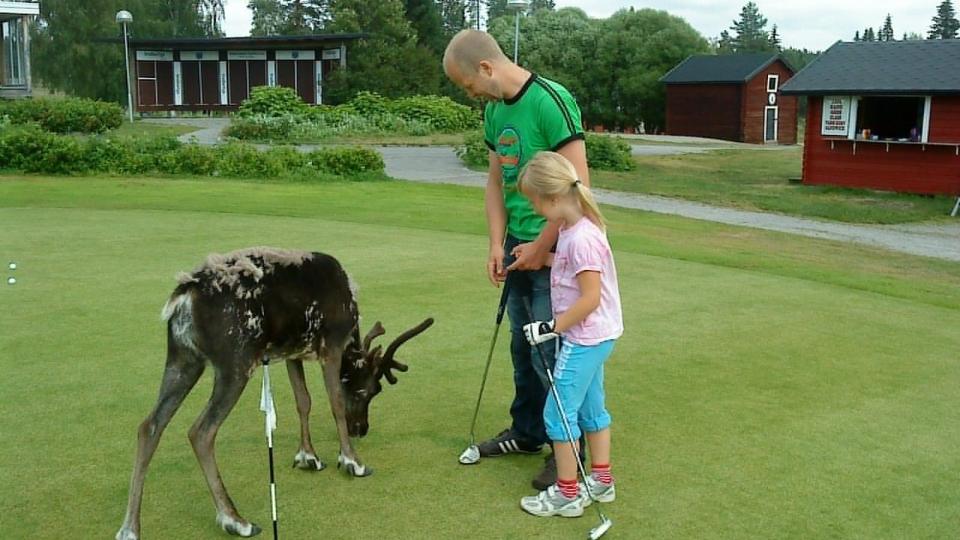 GOLFREIN: Reinsdyrene p� greenen i Skellefte� i Nord-Sverige elsker golf og golfspillere, store som sm�. I to m�neder har de to fulgt spillerne rundt p� banens 27 hull. N� skal de f� navn. Egen konkurranse er allerede utlyst, og da blir de uspiselige. En spiser nemlig ikke dyr en har gitt navn. Foto: Lena Parpis.