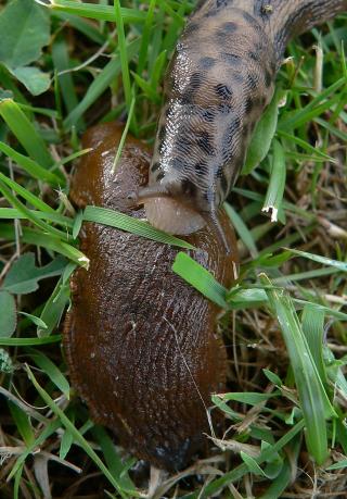BITER: Leopardsneglen setter tennene i iberiasneglen. Foto: Arne Winter