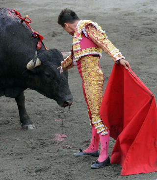 LIDELSER: En skadd okse bl�r og blir tr�stet av matadoren. Foto: AFP