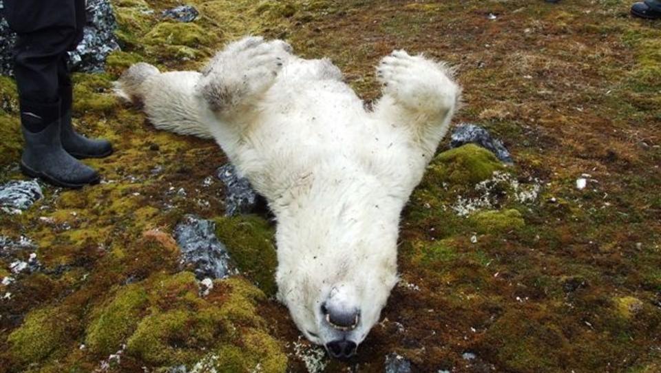 SKUTT AV FORSKER: En isbj�rn ble i forrige uke funnet skutt p� Svalbard. N� har etterforskningen avsl�rt at den ble skutt av en polsk forsker. Foto: Sysselmannen / Scanpix