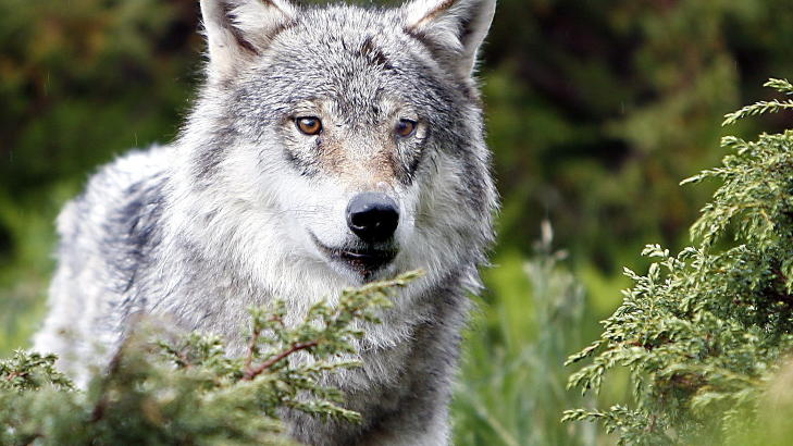 FOTO: Ole C. H. Thomassen/Dagbladet