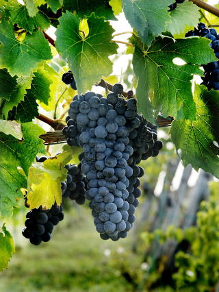 FINNES I DRUER: Stoffet resveratrol finnes i r�dvinsdruer. Foto: Agnete Brun/MAGASINET, Dagbladet.