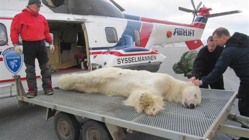  ANGREP I TELTET:  Isbj�rnen som angrep den nroske padleren p� Nordaustlandet p� Svalbard, ble fraktet med helikopter til Longyearbyen i kveld. FOTO: J.B. LIE.