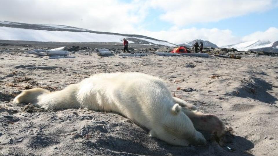  P� LIV OG D�D:  Isbj�rnen slapp padleren 40 meter fra fra teltet i bakgrunnen etter � ha blitt skutt i bakparten f�rst. FOTO: F�RSTEBETJENT ARILD LYSSAND, SYSSELMANNEN.