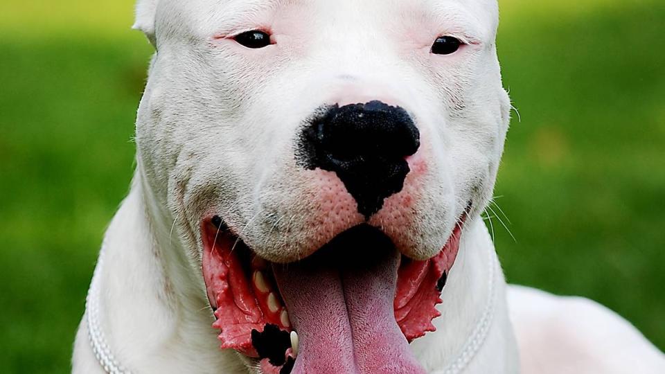 SPILLER MOT HENNIE?  Dette er rasen Dogo Argentino, som filmselskapet vil ha til innspillingen i Norge. 
Foto: Waldemar Browski/Fotolia/Scanpix