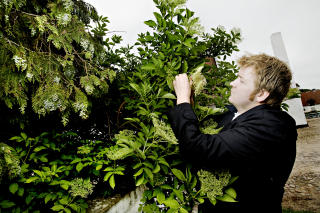 Lokale ingredienser: Claus Henriksen, kj�kkensjef ved Dragsholm slott, plukker hylleblomst fra et tre i slottsg�rden. Slottet har selv en stor urtehage, mens gr�nnsakene kommer fra en g�rd ikke langt unna.