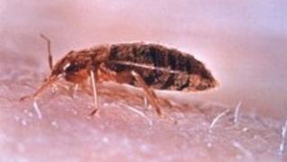 SUGER Veggedyrene suger blod fra mennesker. Foto: Wikipedia