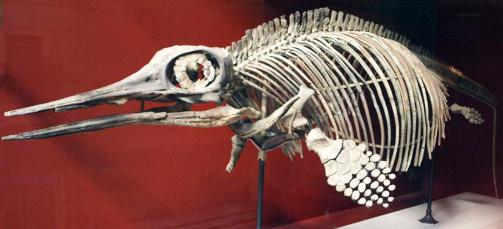 RIKTIG VEL BEVART: Et komplett skjelett av en ichtyosaur. Man tror dyra, som kunne bli opptil 15 meter, levde i alle verdenshan i trias-, jura- og krittperioden. Foto: NATURAL HISTORY MUSEUM/WIKIMEDIA COMMONS