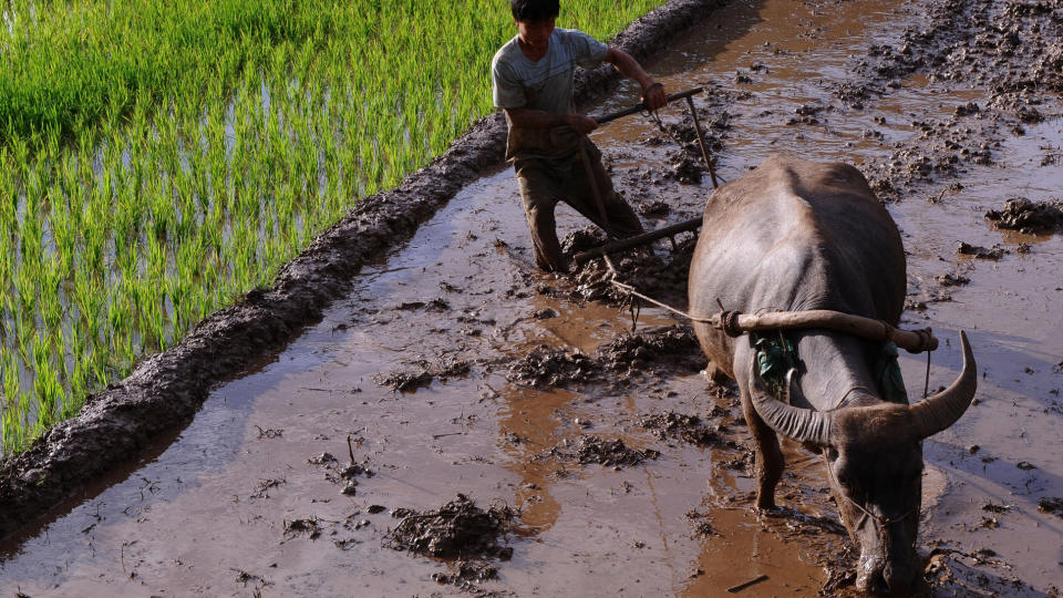 HARDT ARBEID: En risbonde pl�yer p� tradisjonelt vis i Son La-provinsen 25. juli. Hans hjemland Vietnam er et av landene som vil rammes hardt av klimaendringene. Foto: AFP/Scanpix