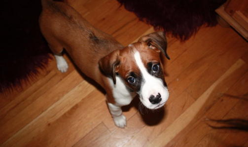I POLEN: Hunden Miki. Foto: Privat/Facebook.