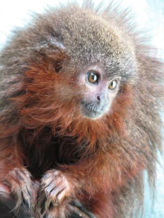 R�DT SKJEGG: Callicebus caquetensis har et karakteristisk r�dt skjegg rundt kinnene. Foto: Javier Garcia/Conservation International/EPA