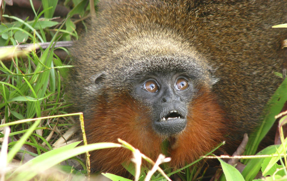 NY ART: Det var tidligere denne uka at Conservation International offentliggjorde disse bildene av den hittil ukjente titapen Callicebus caquetensis, som ble funnet i Colombia. Foto: Javier Garcia/Ap/Scanpix